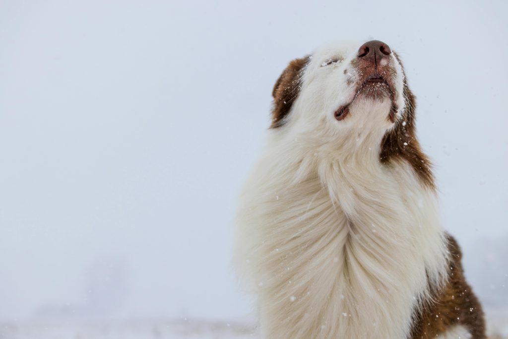 A serene portrait of a Border Collie relishing snowfall in a snowy outdoor setting.
