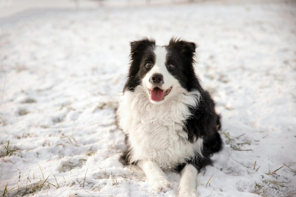 A cheerful border collie sitting in the snow, capturing the joy of a winter day in Latvia.