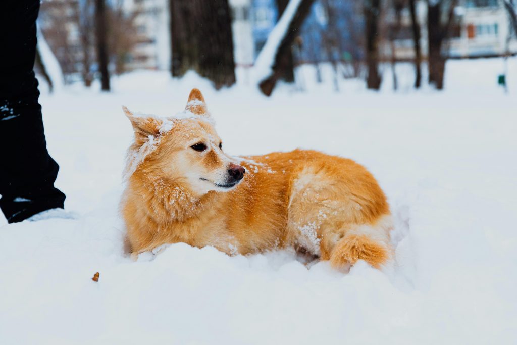 A fluffy golden dog laying contentedly in a snowy park setting during winter.