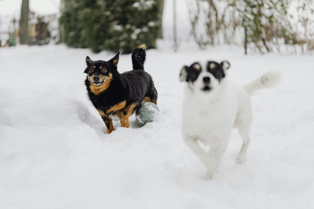 Two dogs playing joyfully in the snow on a crisp winter day.
