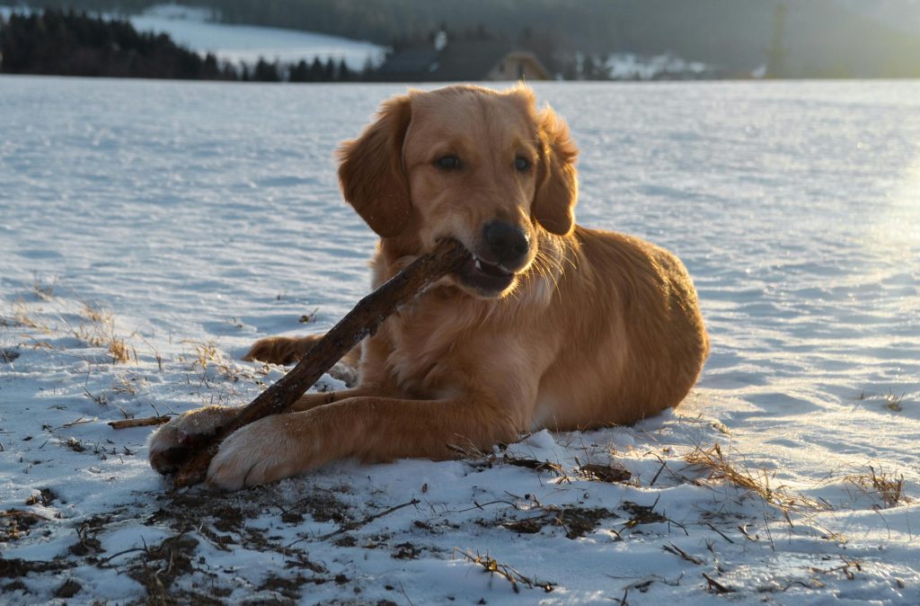 Golden Retriever playing with a stick in a snowy field during winter sunset.